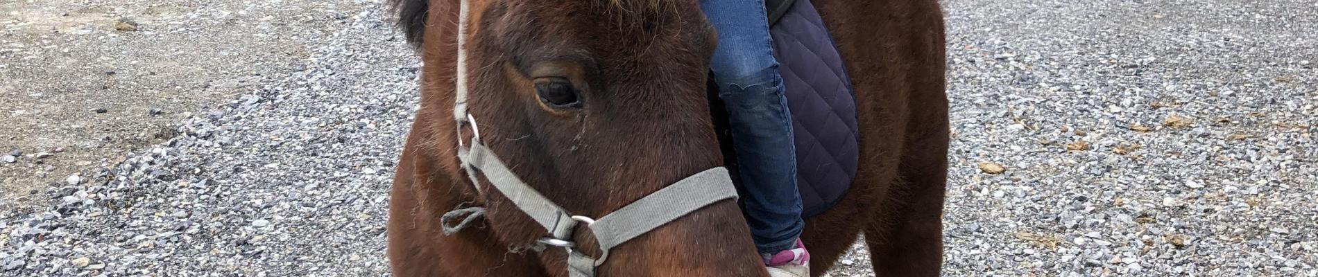 Poney2